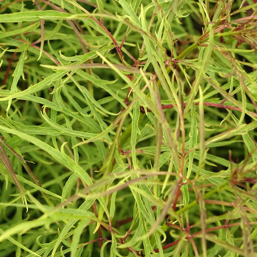 Sambuco rosso Tenuifolia (Fogliame)