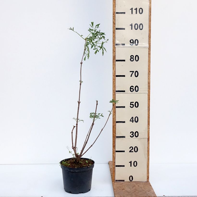 Esemplare di Sambucus canadensis Acutiloba - Sambuco americano Vaso da 4L/5L come consegnato in autunno