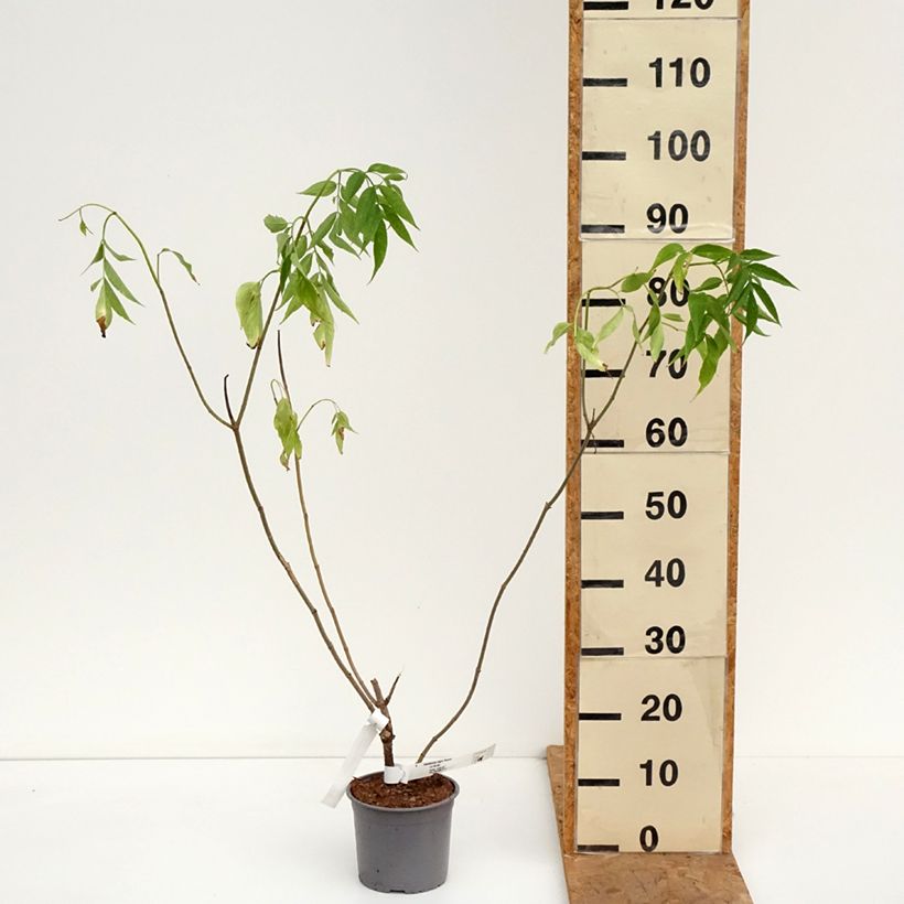 Esemplare di Sambuco nero Aurea Vaso da 2L/3L come consegnato in autunno