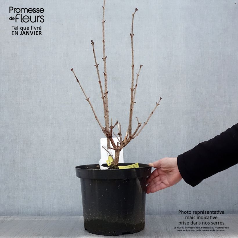 Sambuco nero Black Tower Vaso da 7,5L/10L esemplare consegnato in inverno