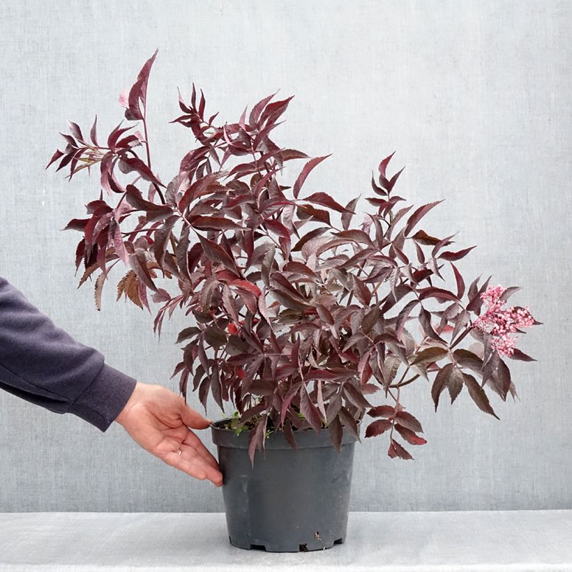 Sureau noir - Sambucus nigra Blue Sheen Vaso da 4L/5L esemplare consegnato in primavera