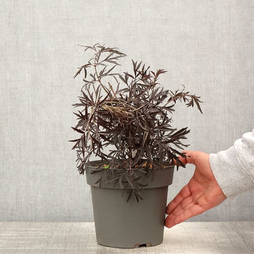 Sambuco nero Cherry Lace Vaso da 3L/4L esemplare consegnato in primavera