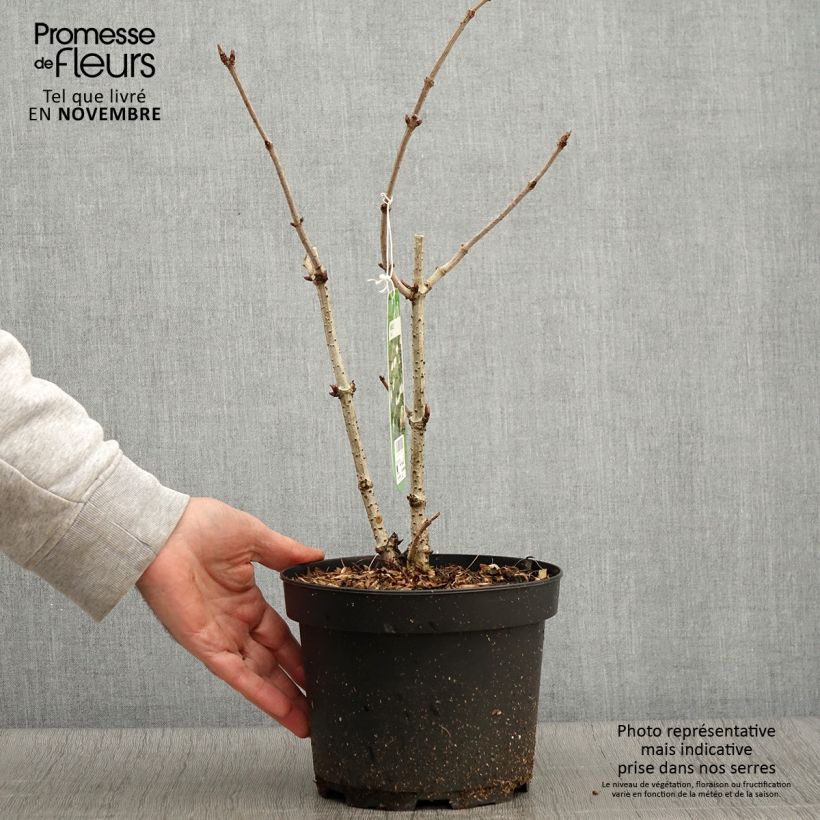 Esemplare di Sambucus nigra - Sambuco nero Vaso da 2L/3L come consegnato in autunno