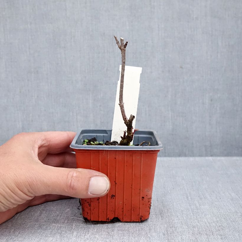 Esemplare di Sambuco nero Golden Spark Vasetto da 8/9 cm come consegnato in autunno