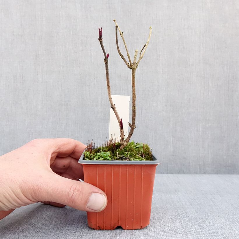 Sambuco nero Golden Spark Vasetto da 8/9 cm esemplare consegnato in inverno