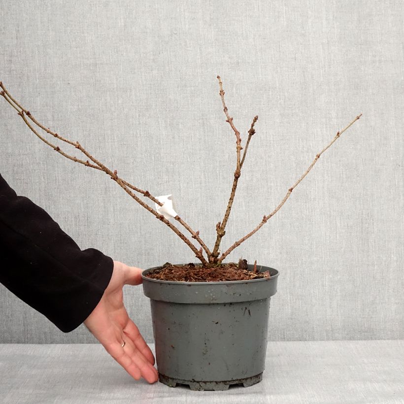 Sambucus nigra Haidegg 17 - Sambuco Vaso da 3L/4L, Multifusto esemplare consegnato in inverno