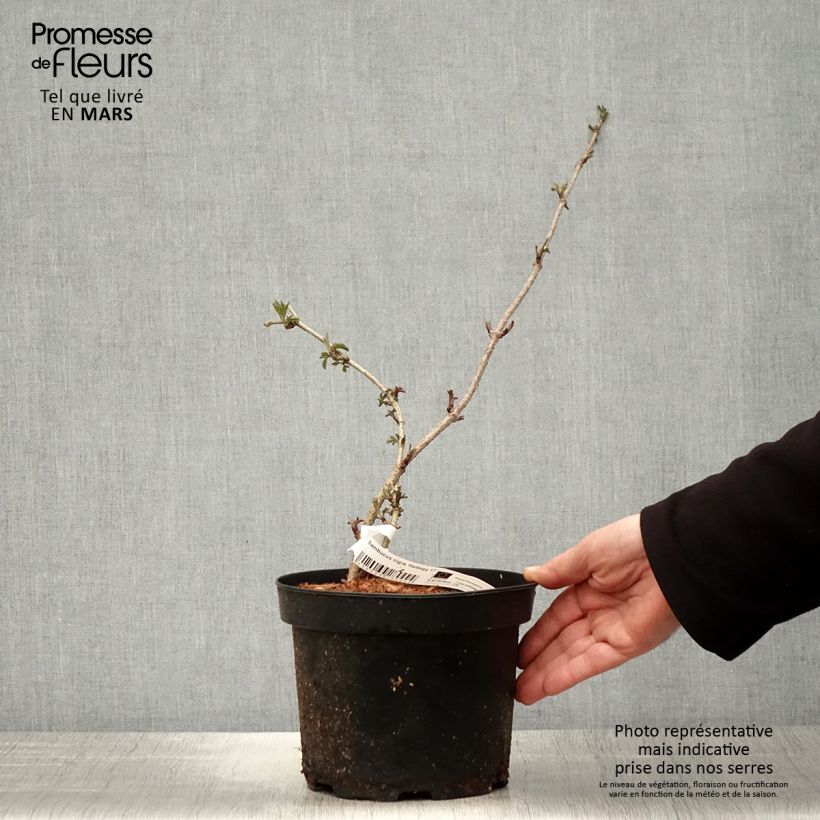 Sambucus nigra Haidegg 17 - Sambuco Vaso da 3L/4L, Multifusto esemplare consegnato in primavera