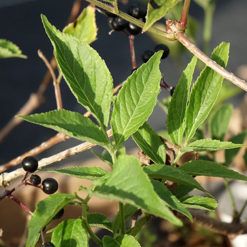 Sambucus nigra Haidegg 17 - Sambuco (Fogliame)