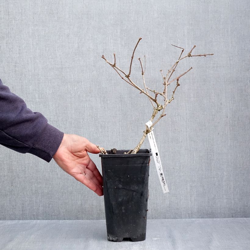 Esemplare di Sambucus nigra Haidegg 17 - Sambuco Vaso da 3L/4L, Multifusto come consegnato in autunno