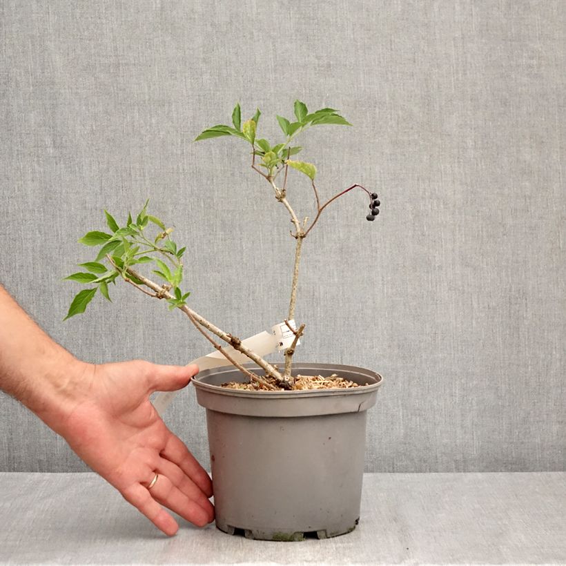 Esemplare di Sambucus nigra Haidegg 17 - Sambuco Vaso da 3L/4L, Multifusto consegnato in estate