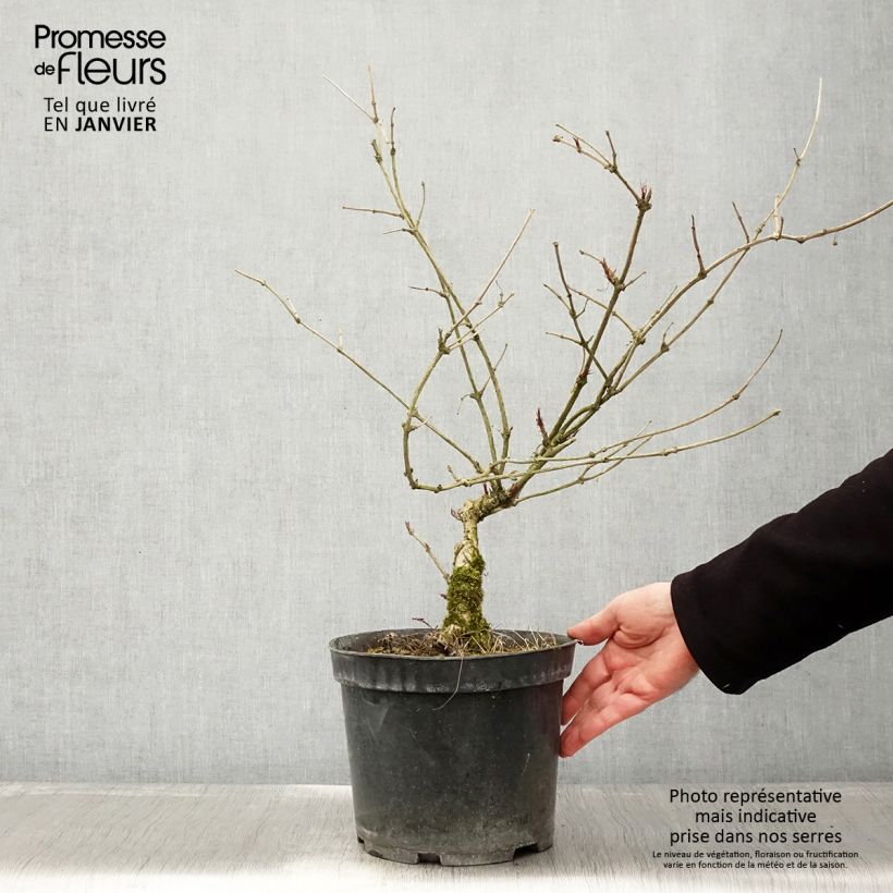 Sambuco nero Linearis Vaso da 3L/4L esemplare consegnato in inverno