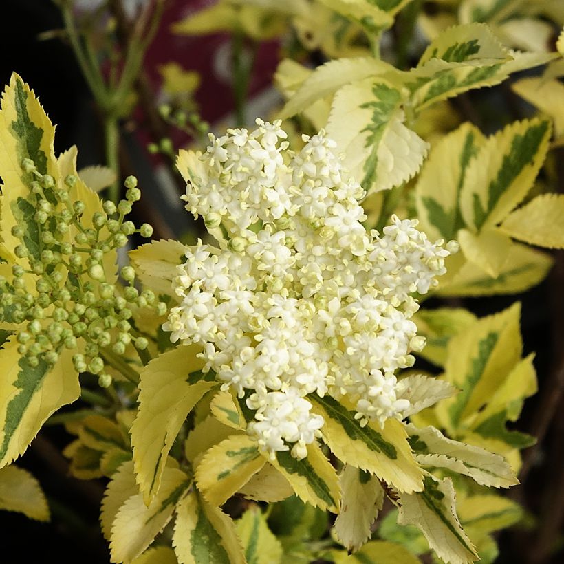 Sambuco nero Madonna (Fioritura)
