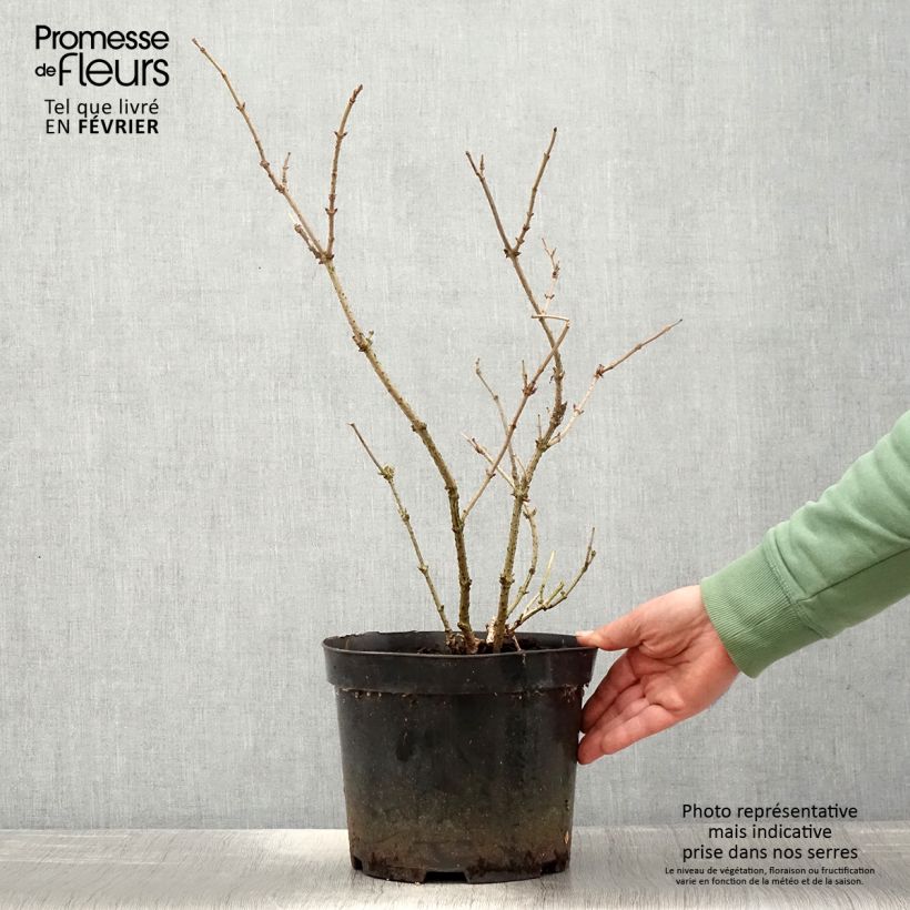 Sambuco nero Marion Bull Vaso da 4L/5L esemplare consegnato in inverno