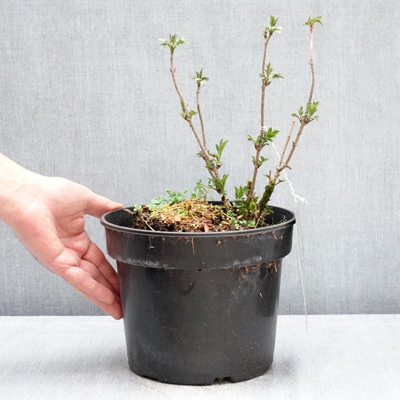 Sambuco nero Obelisk Vaso da 4L/5L esemplare consegnato in inverno