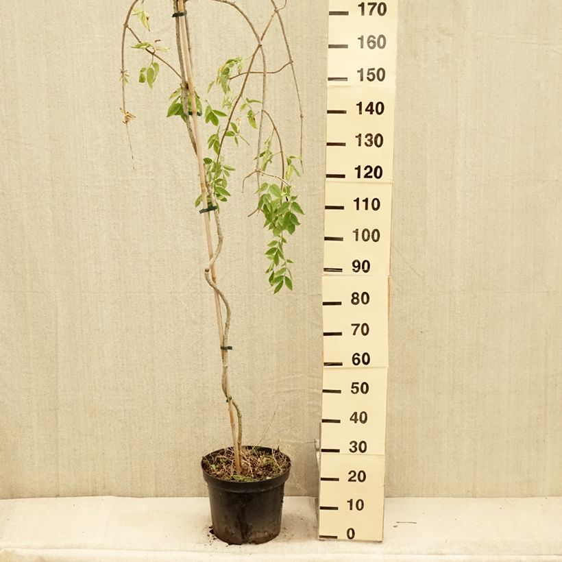 Esemplare di Sambuco nero Pendula Vaso da 12L/15L consegnato in estate