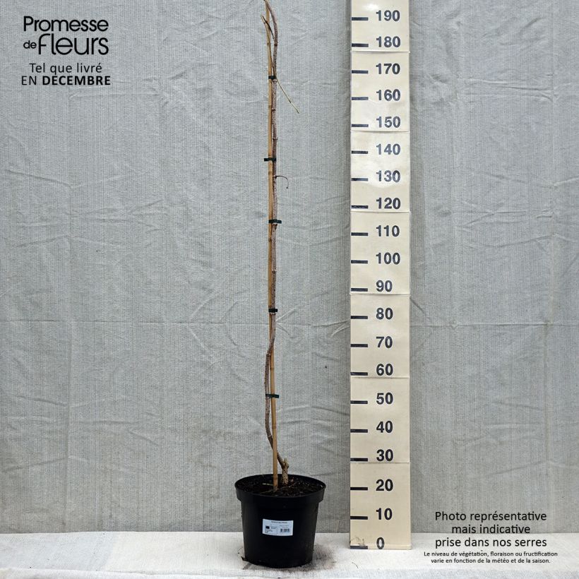 Sambuco nero Pendula Vaso da 12L/15L esemplare consegnato in inverno