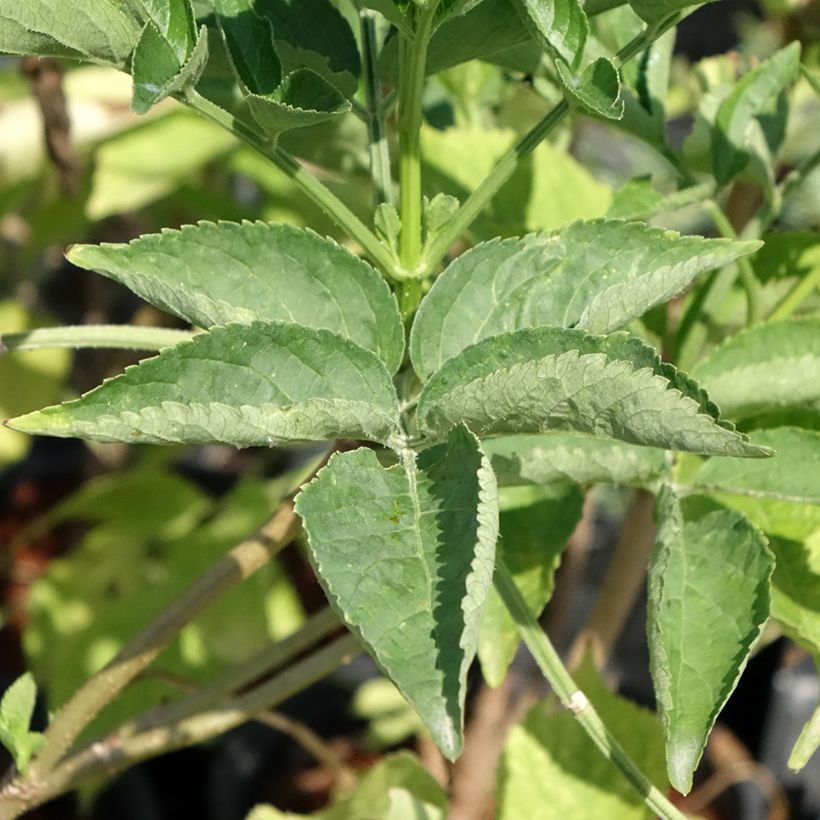 Sambucus nigra - Sambuco nero (Fogliame)