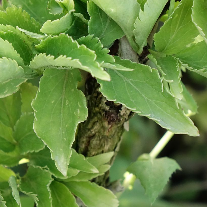 Sambuco nero Pyramidalis (Fogliame)