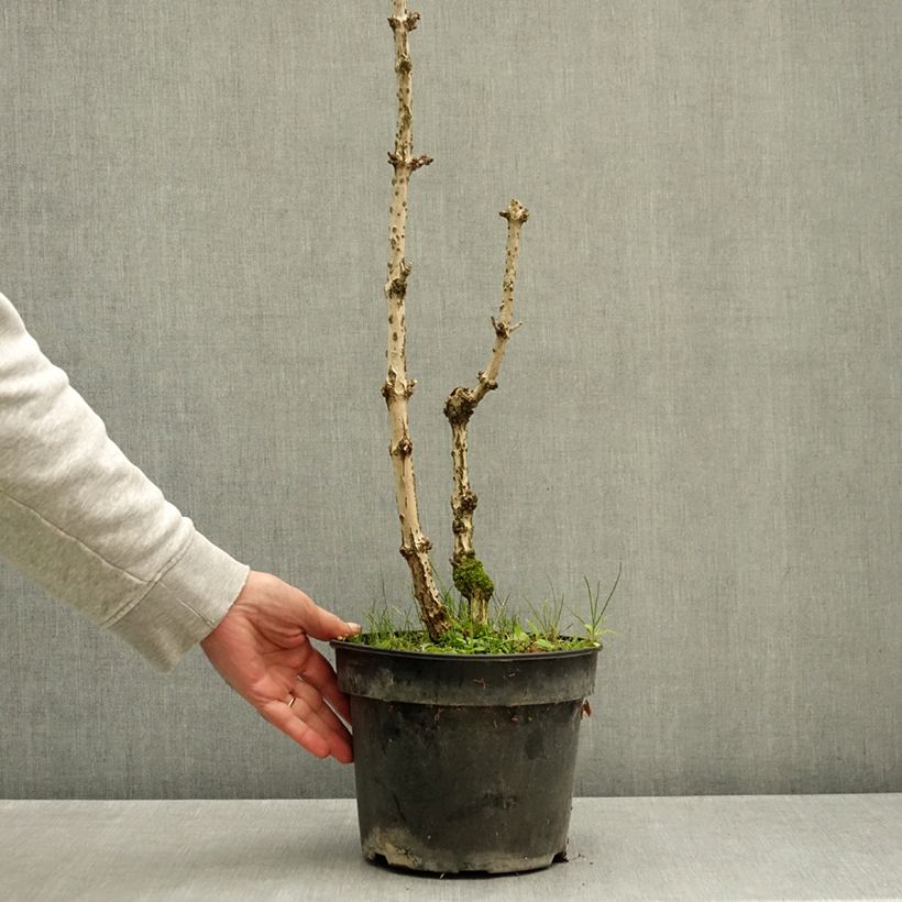 Esemplare di Sambuco nero Pyramidalis Vaso da 4L/5L come consegnato in autunno