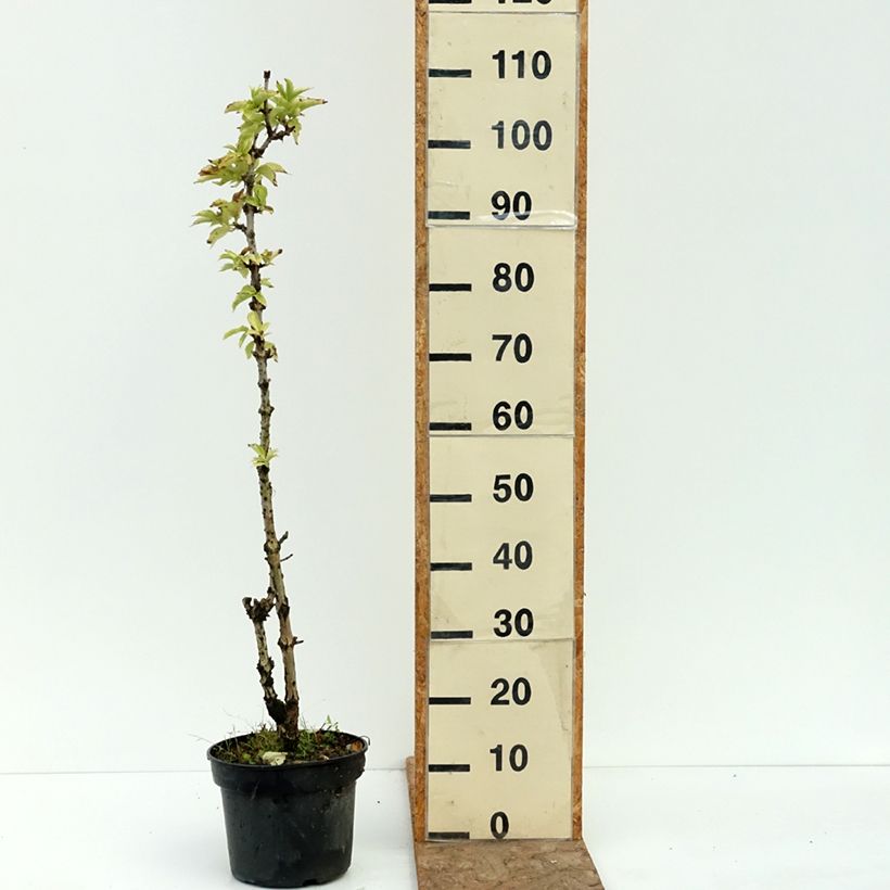 Esemplare di Sambuco nero Pyramidalis Vaso da 4L/5L consegnato in estate