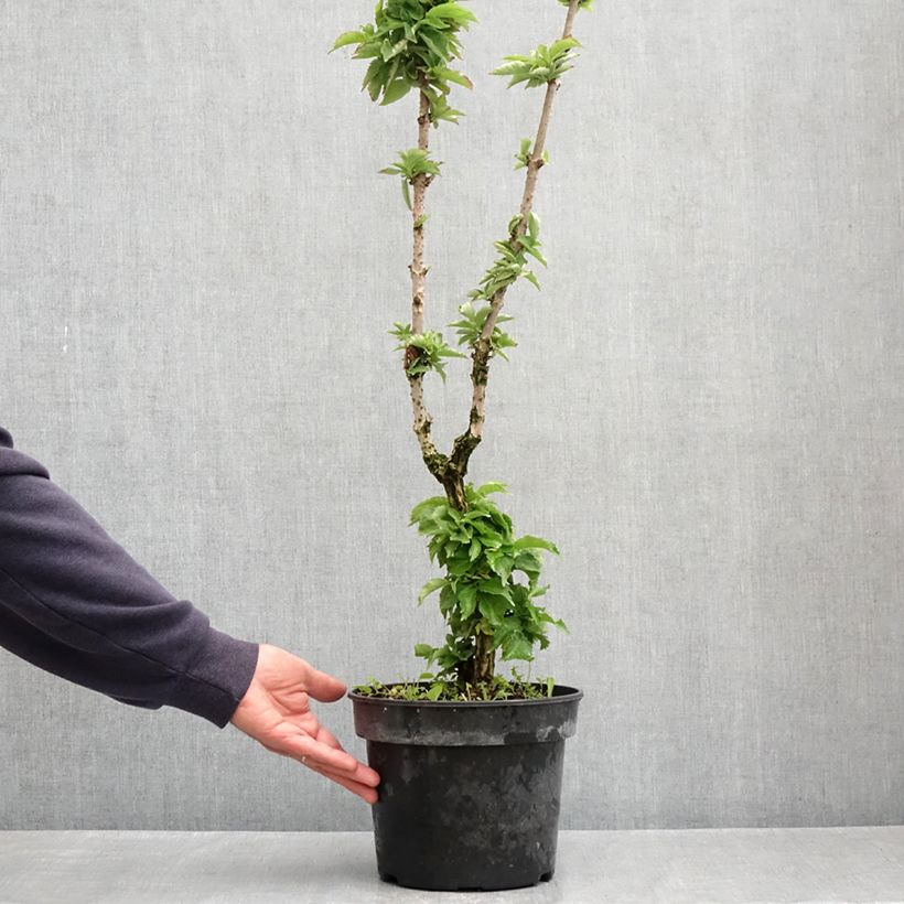 Sambuco nero Pyramidalis Vaso da 4L/5L esemplare consegnato in primavera