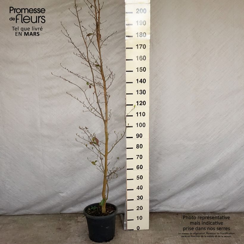 Sycoparrotia semidecidua Autunno Rosso Vaso da 12L/15L esemplare consegnato in primavera