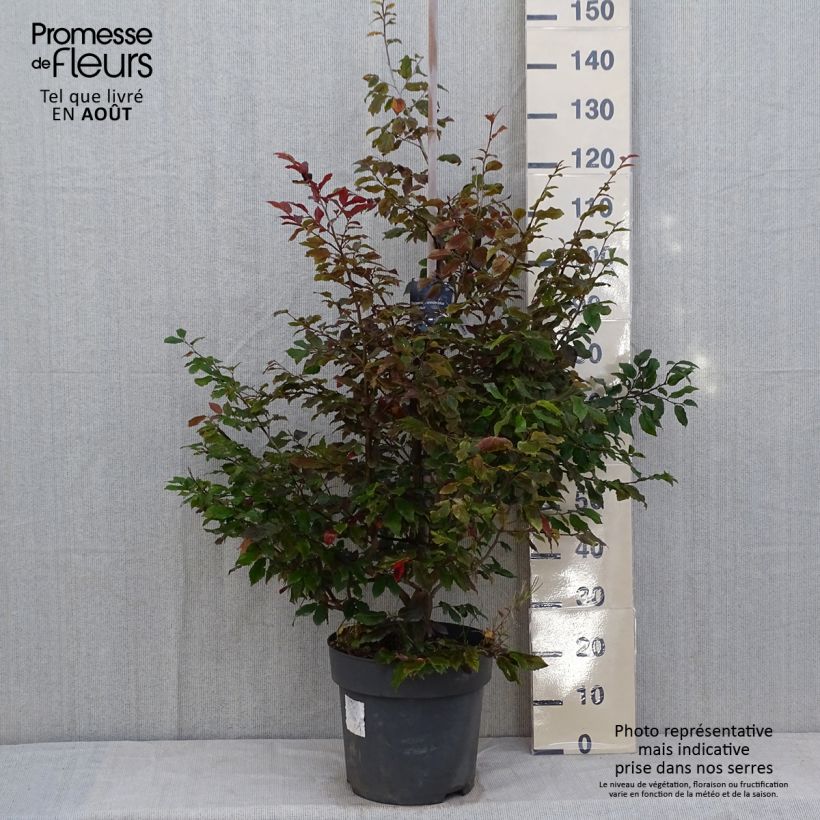 Esemplare di Sycoparrotia semidecidua Purple Haze Vaso da 12L/15L consegnato in estate