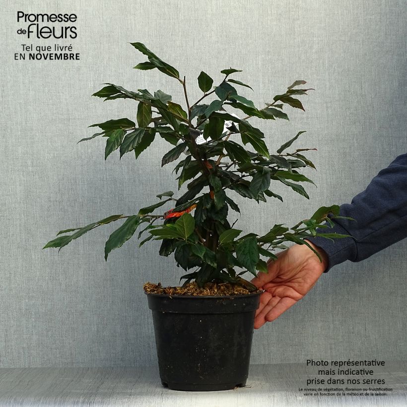 Esemplare di Sycoparrotia semidecidua Purple Haze Vaso da 4L/5L come consegnato in autunno