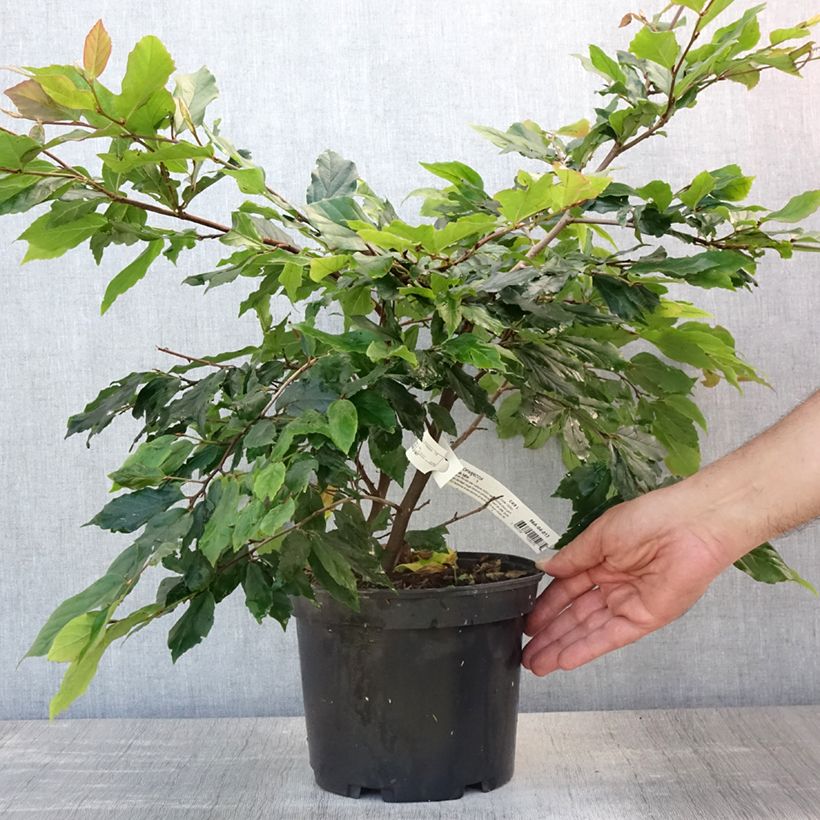 Esemplare di Sycoparrotia semidecidua Purple Haze Vaso da 3L/4L consegnato in estate