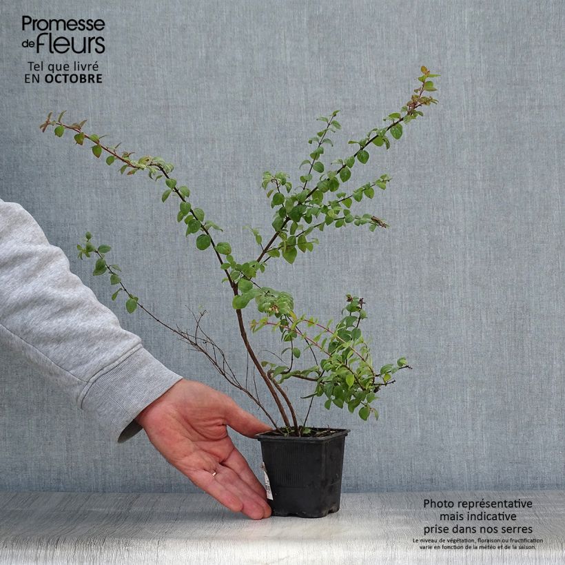 Esemplare di Symphorycarpos chenaultii Hancock - Sinforicarpo Vasetto da 8/9 cm come consegnato in autunno