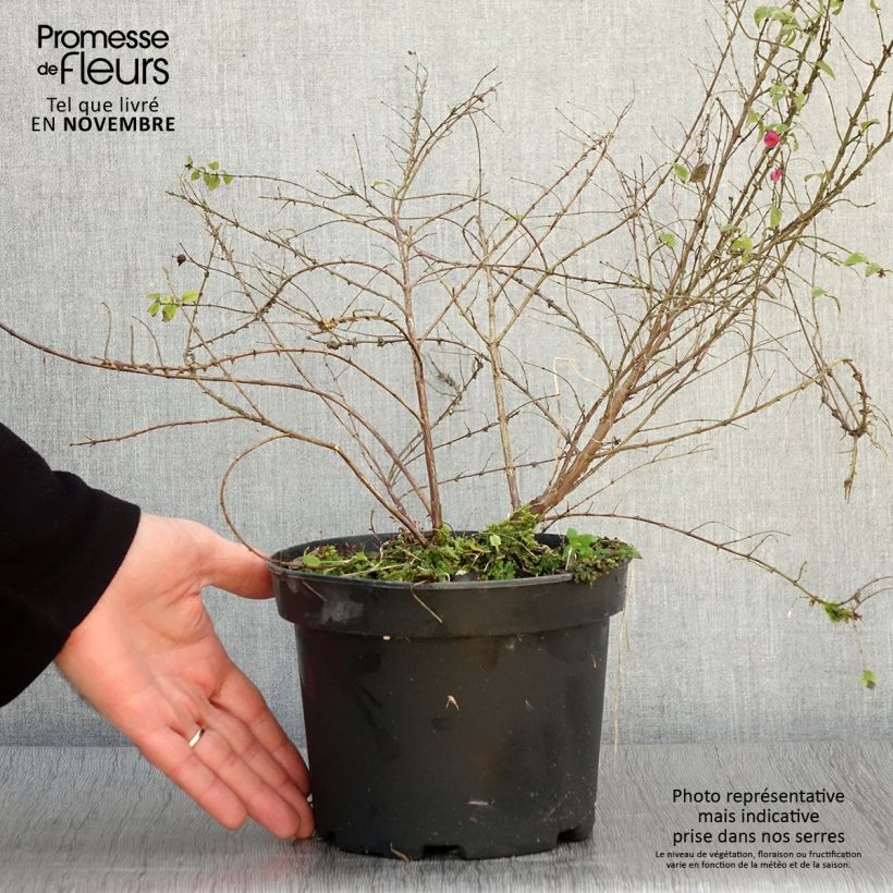 Esemplare di Symphorycarpos chenaultii Hancock - Sinforicarpo Vaso da 2L/3L come consegnato in autunno