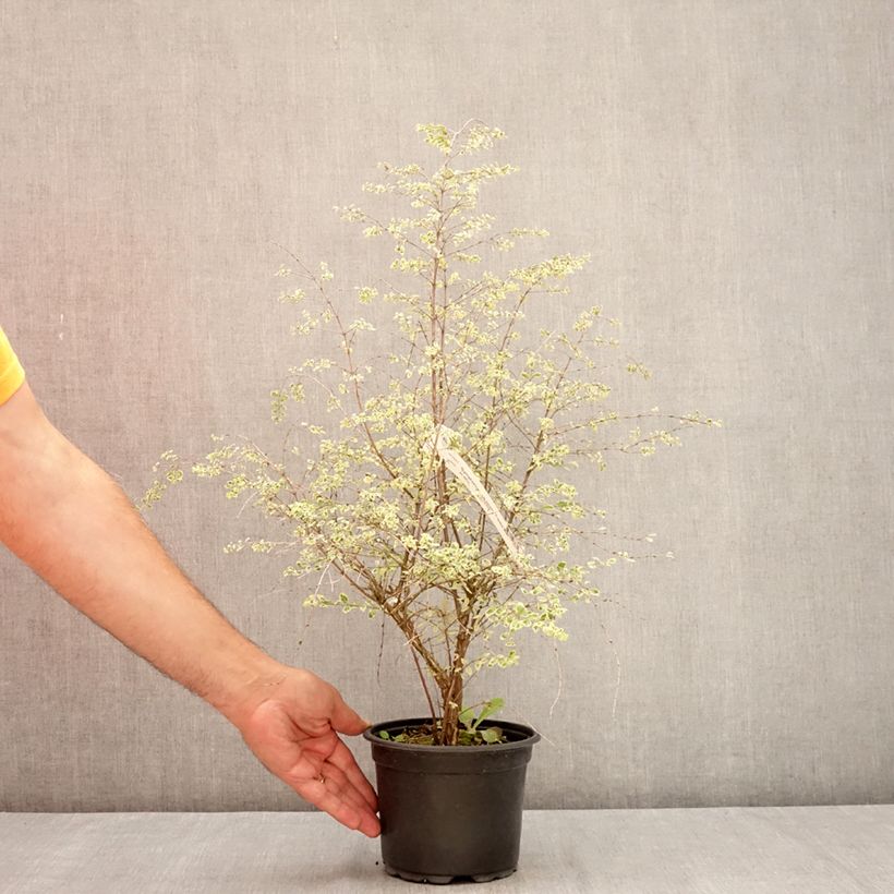 Esemplare di Symphoricarpos chenaultii Fiesta Berry - Sinforicarpo Vaso da 2L/3L consegnato in estate