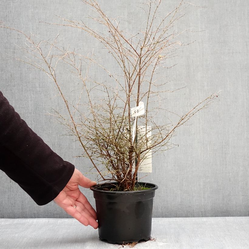 Symphoricarpos chenaultii Fiesta Berry - Sinforicarpo Vaso da 2L/3L esemplare consegnato in inverno