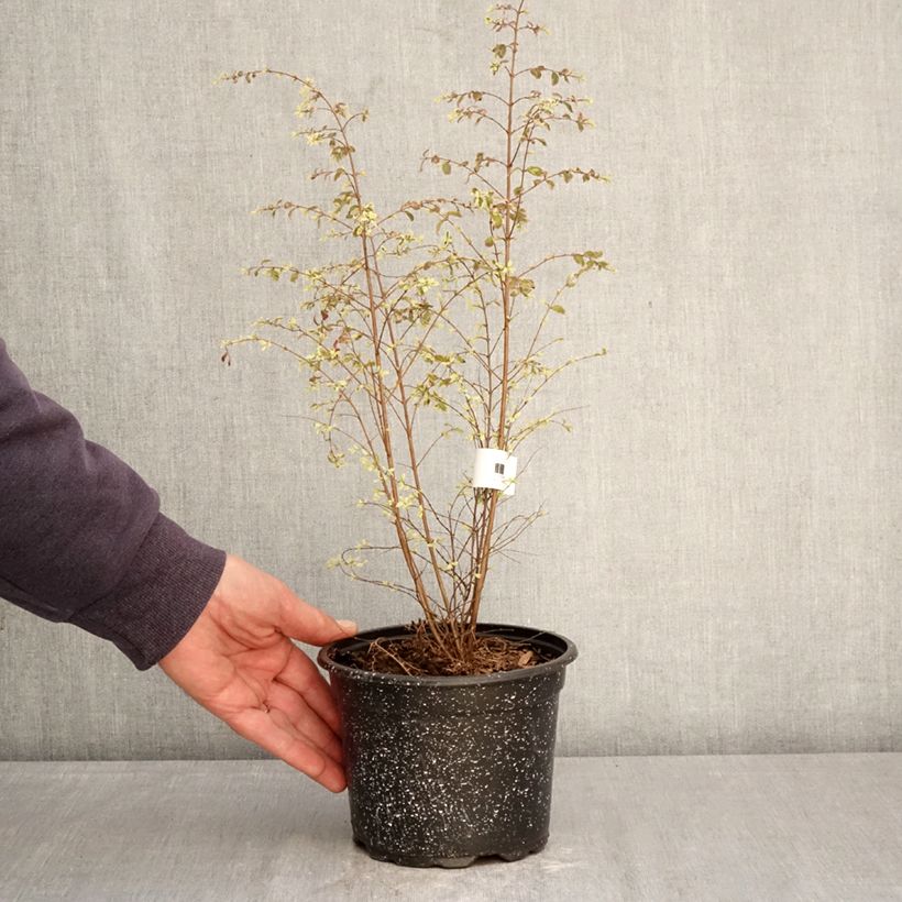 Symphoricarpos chenaultii Fiesta Berry - Sinforicarpo Vaso da 2L/3L esemplare consegnato in primavera