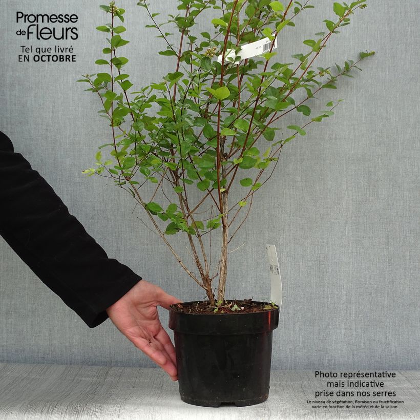 Esemplare di Symphorycarpos doorenboosii Amethyst - Sinforicarpo Vaso da 2L/3L come consegnato in autunno
