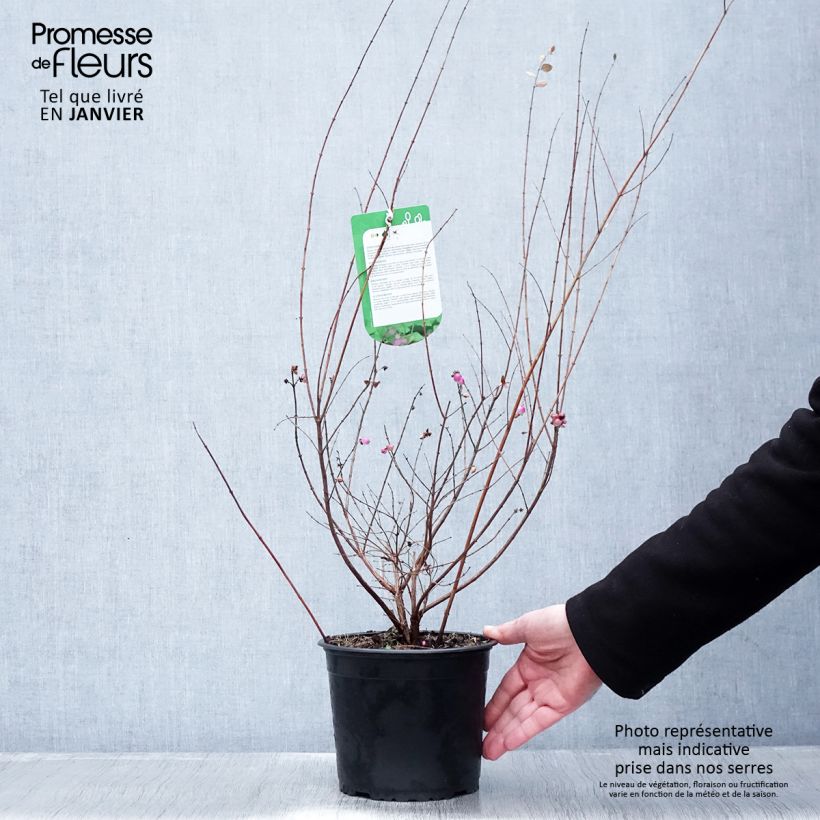 Symphorycarpos doorenboosii Magic Berry - Sinforicarpo Vaso da 2L/3L esemplare consegnato in inverno