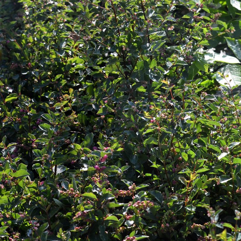 Symphorycarpos doorenboosii Magical Candy - Sinforicarpo (Fogliame)
