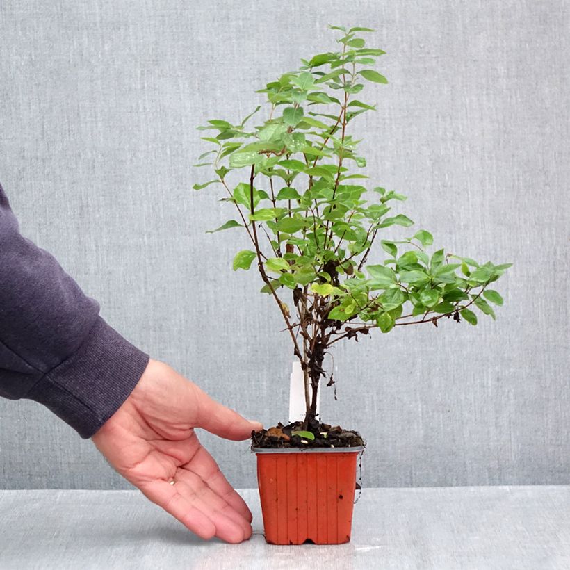 Esemplare di Symphorycarpos doorenboosii White Hedge - Sinforicarpo Vasetto da 8/9 cm come consegnato in autunno