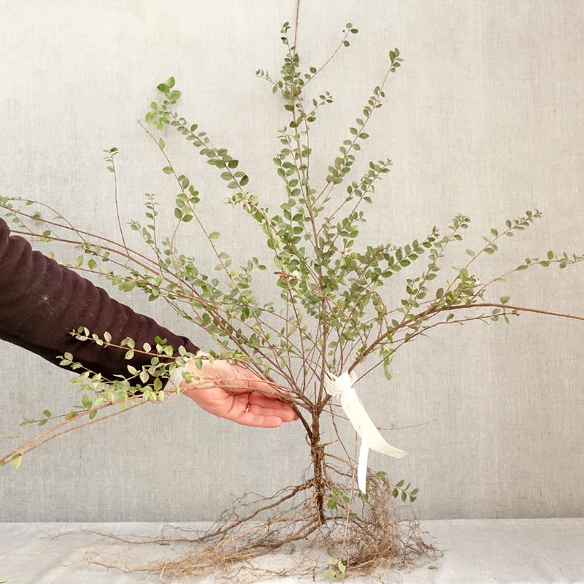 Symphorycarpos doorenboosii White Hedge - Sinforicarpo Piante piccole a radice nuda esemplare consegnato in inverno