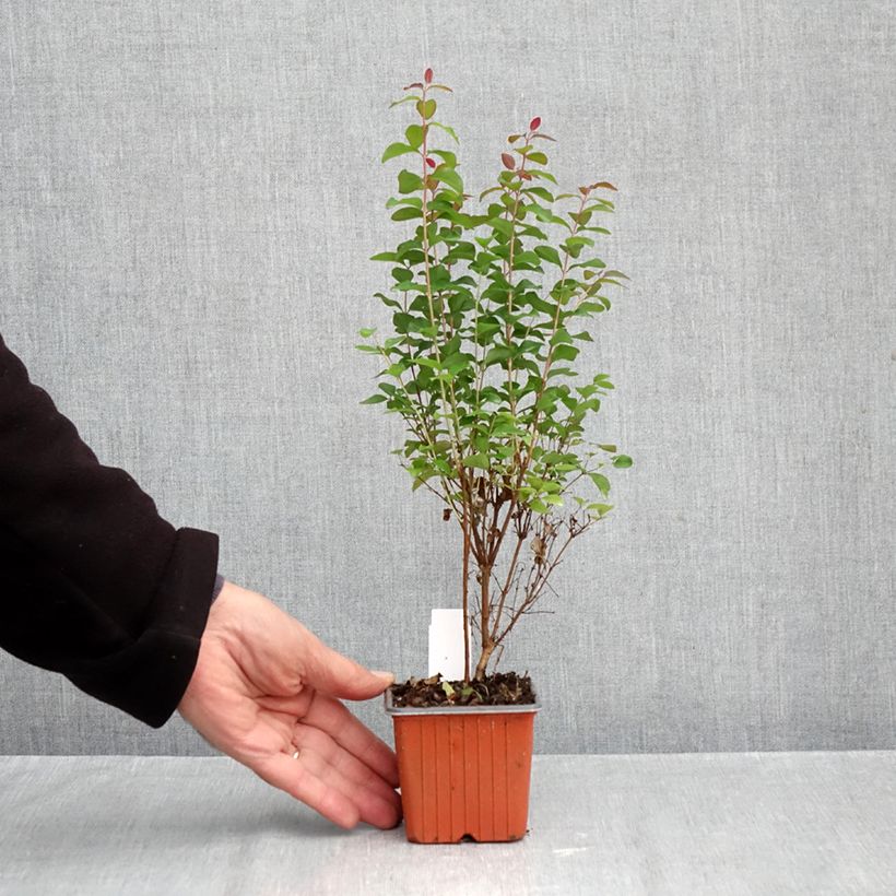 Esemplare di Symphorycarpos doorenboosii Magical Berry Christmas - Sinforicarpo Vasetto da 8/9 cm come consegnato in autunno