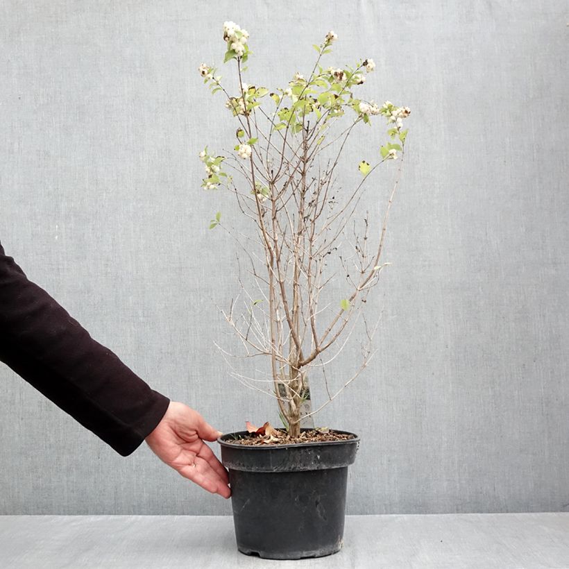 Esemplare di Symphoricarpos orbiculatus Symphony Rave - Sinforicarpo Vaso da 4L/5L come consegnato in autunno