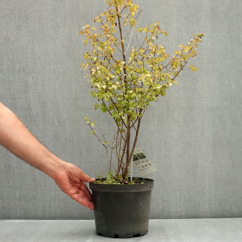 Esemplare di Symphoricarpos orbiculatus Symphony Rock - Sinforicarpo Vaso da 4L/5L consegnato in estate
