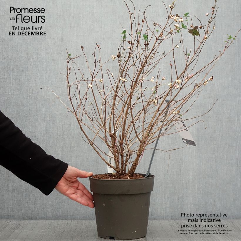 Esemplare di Symphoricarpos orbiculatus Symphony Rumble - Sinforicarpo Vaso da 6L/7L come consegnato in autunno