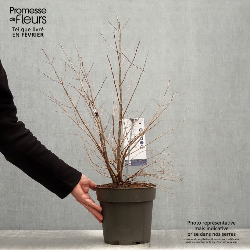 Symphoricarpos orbiculatus Symphony Rumble - Sinforicarpo Vaso da 6L/7L esemplare consegnato in inverno