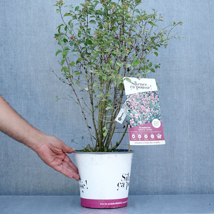 Esemplare di Symphoricarpos doorenbosii Magical Sweet - Sinforicarpo Vaso da 4L/5L consegnato in estate