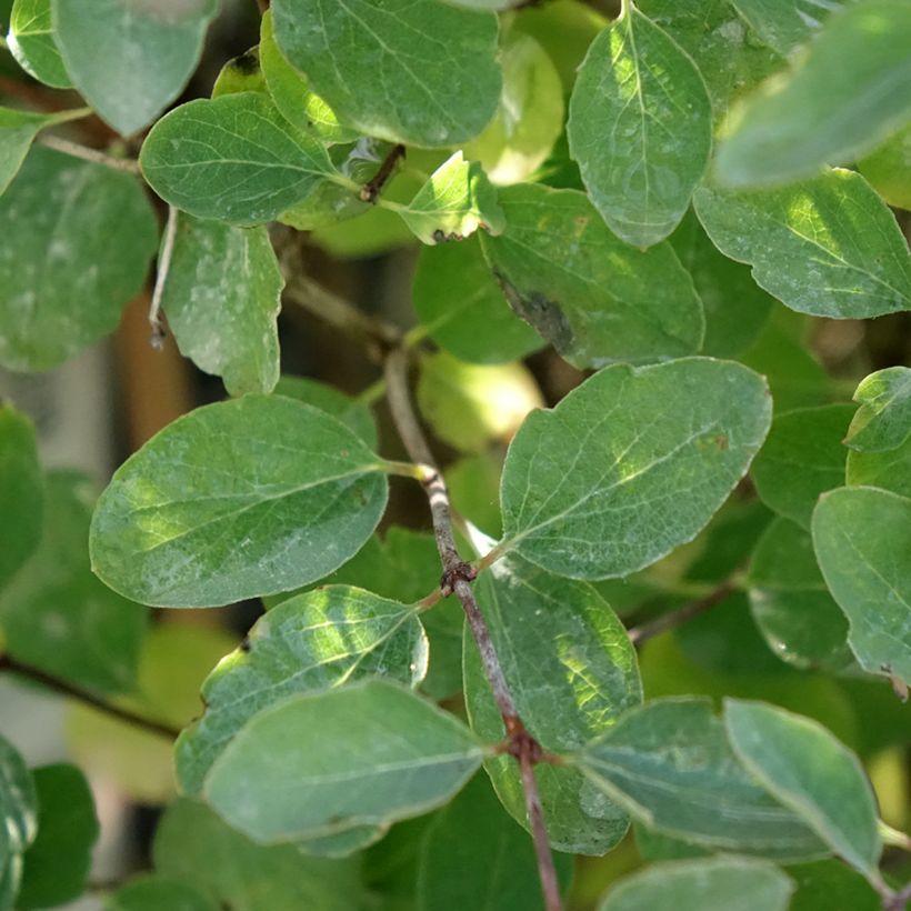 Symphoricarpos doorenbosii Magical Sweet - Sinforicarpo (Fogliame)