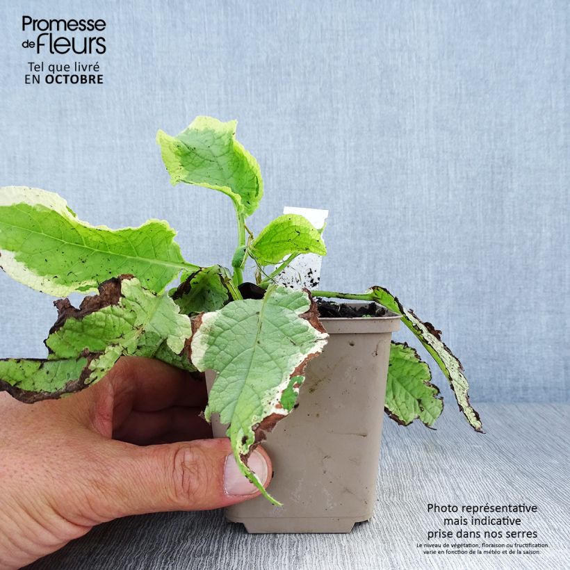 Esemplare di Symphytum Goldsmith - Consolida variegata Vasetto da 8/9 cm come consegnato in autunno