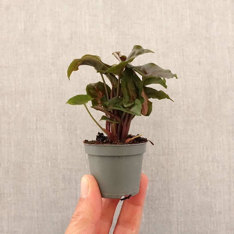 Syngonium Maria Allusion Mini-plante esemplare consegnato in primavera