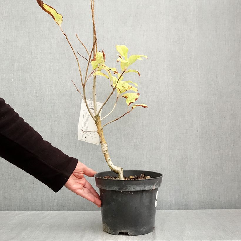 Esemplare di Syringa emodi aureovariegata - Lillà Vaso da 4L/5L come consegnato in autunno