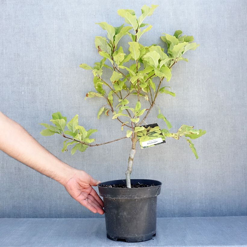 Esemplare di Syringa emodi aureovariegata - Lillà Vaso da 4L/5L consegnato in estate